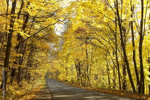 Road through the autumn forest on a sunny morning