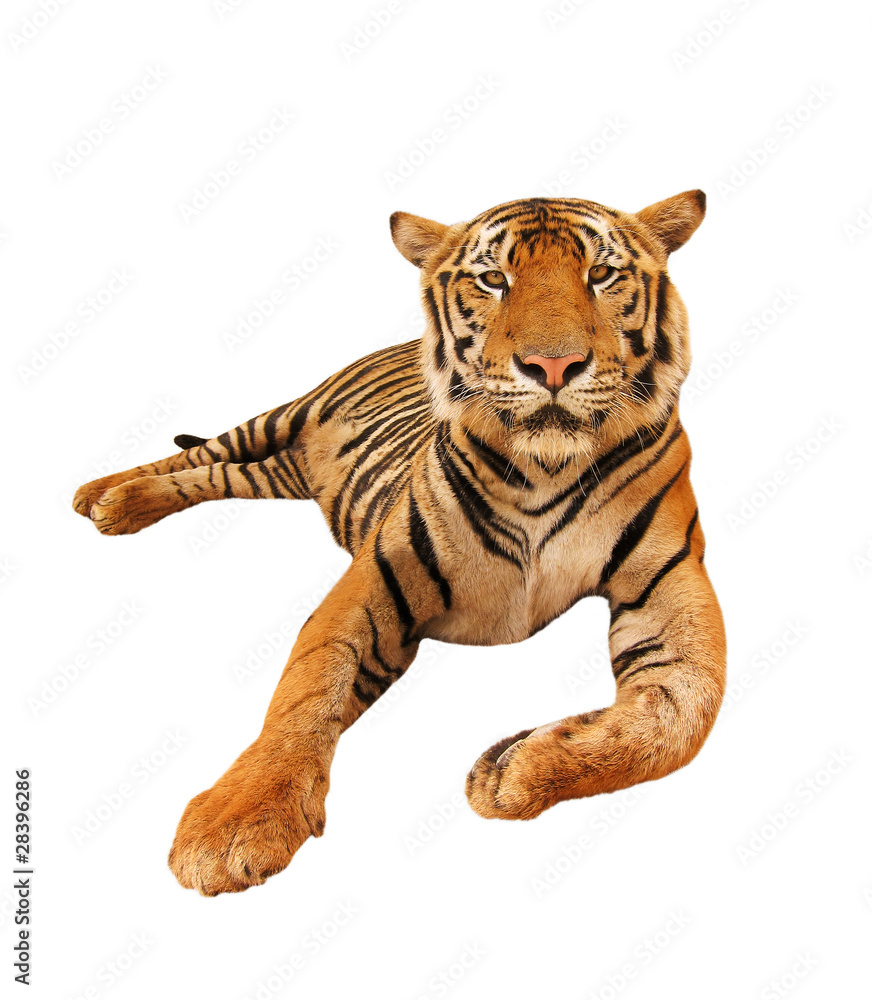 Obraz premium Tiger freigestellt