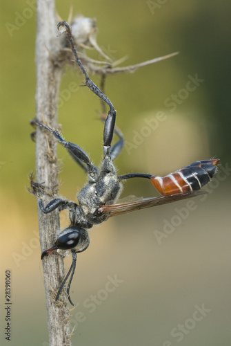 Avispa cazadora photo