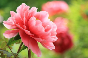Papier peint photo Pivoines Pivoine traditionnelle japonaise épanouie  © sinchan