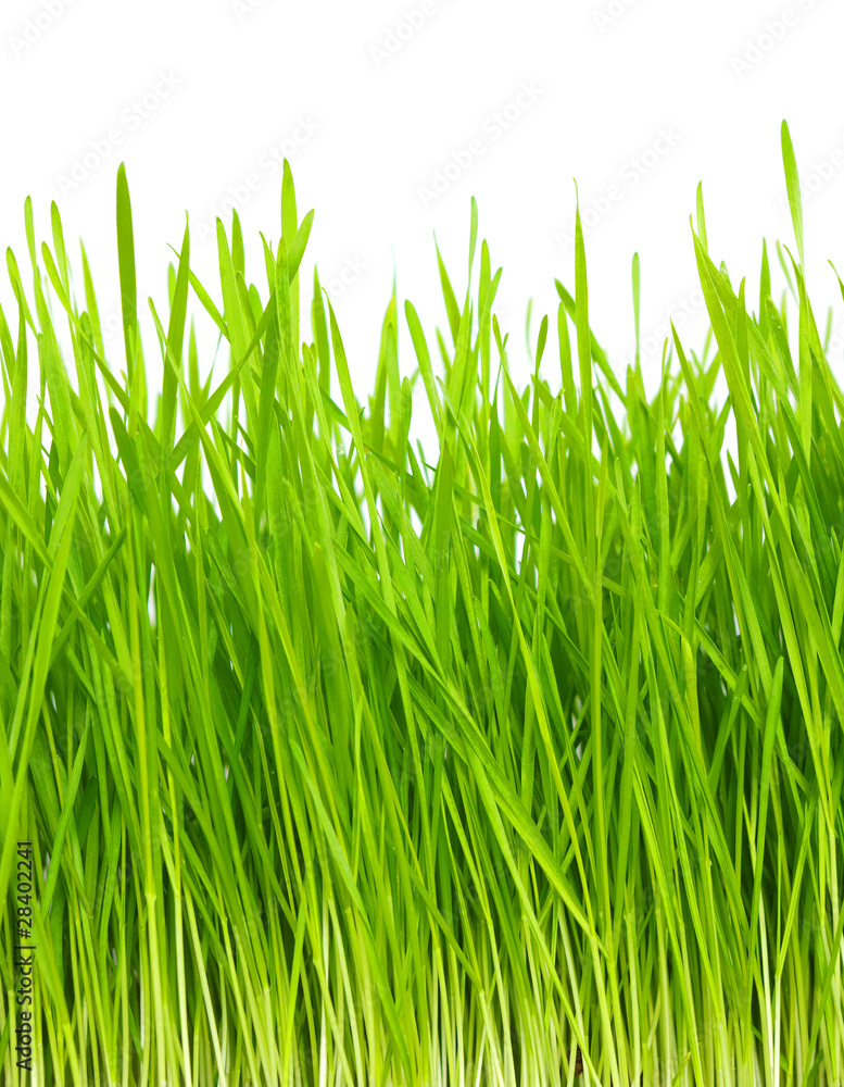 green grass green grass