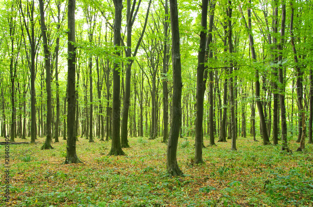 Trees Trees