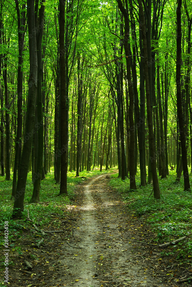 Obraz premium forest