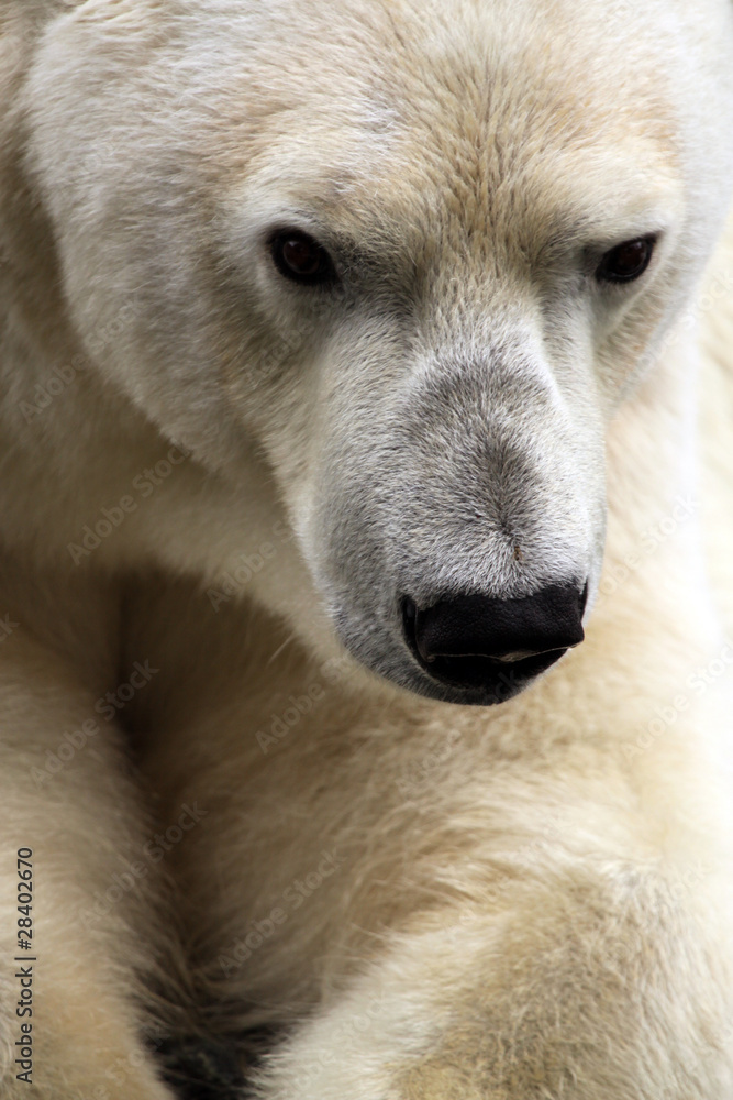 Obraz premium Eisbär