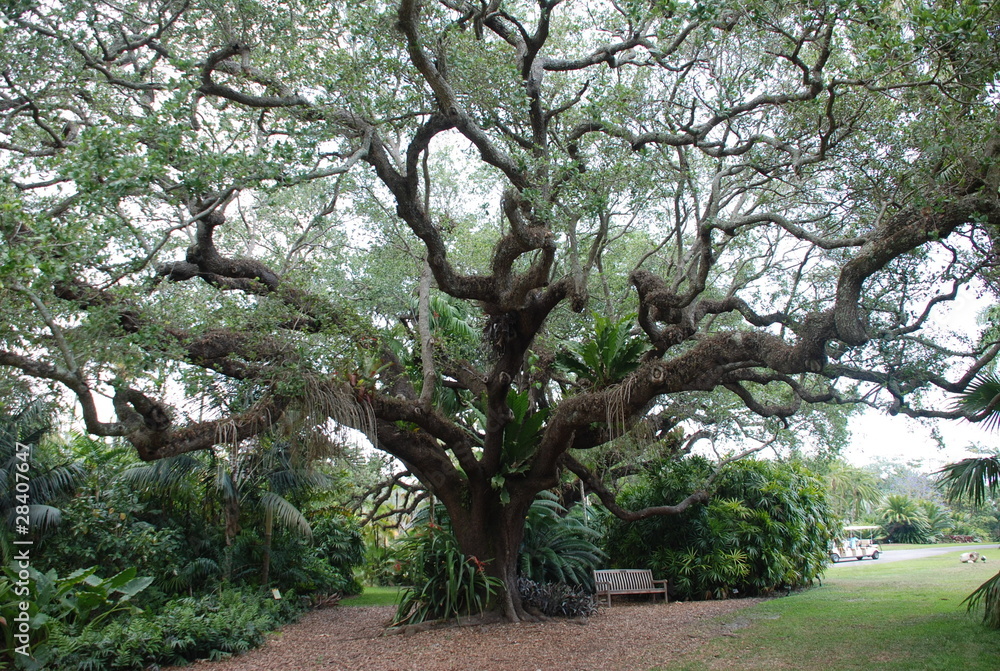 USA, Miami, jardin botanique, palmier, arbre, fleur USA, Miami, jardin botanique, palmier, arbre, fleur