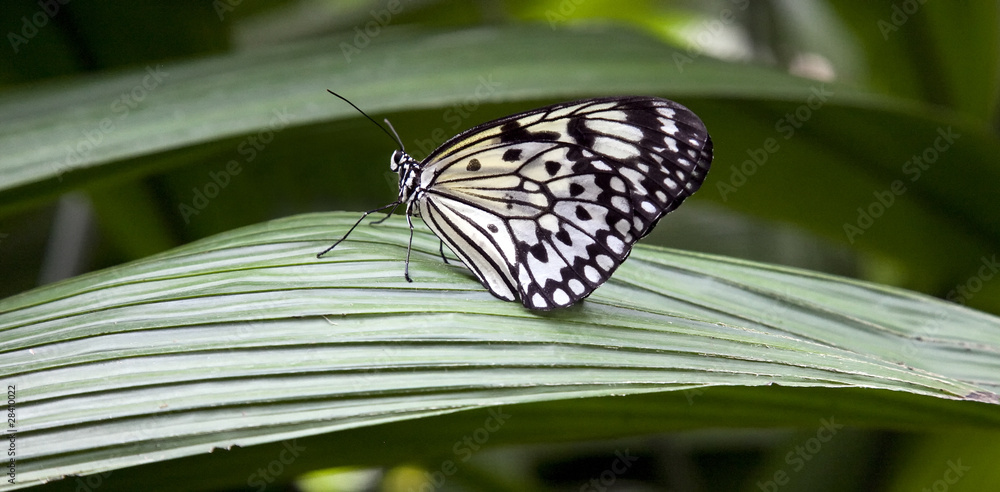 Obraz premium Paper Kite Butterfly (Idea leuconoe) on a leaf