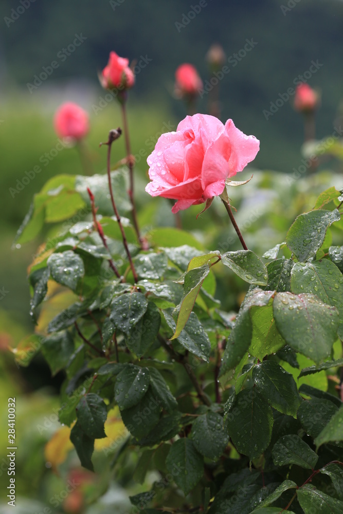 Rose bush flower in garden with drop, rain