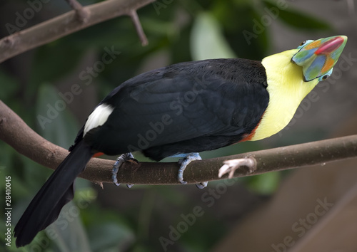 Toucan top down look photo