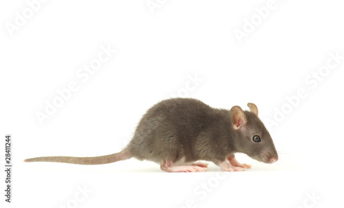 rat