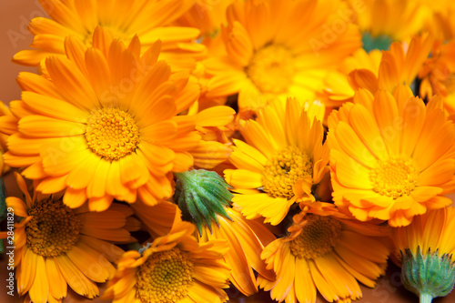 macro of various yellow flowers as background
