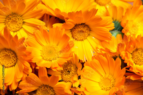 macro of various yellow flowers as background