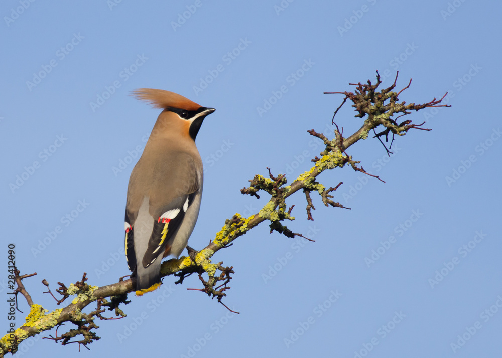 Waxwing with a blue sky background Waxwing with a blue sky background