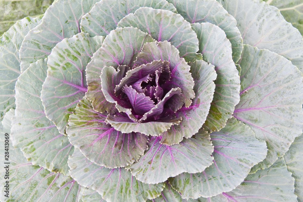 Obraz premium Ornamental cabbage