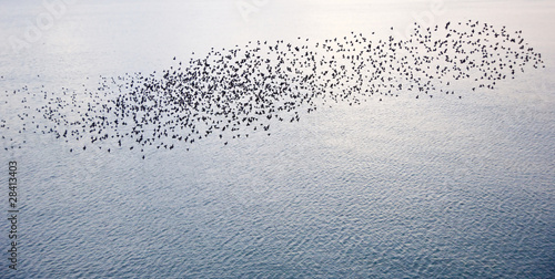 Fotografie Natural migration of European starlings in murmuration