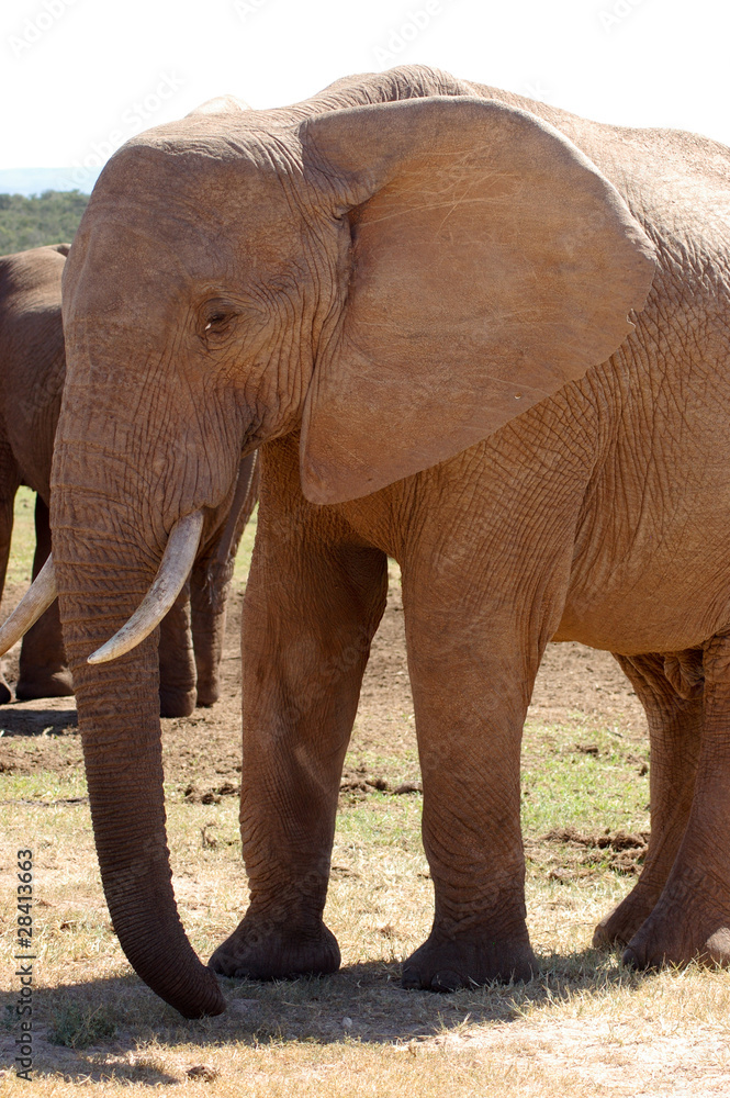 Obraz premium Elefant in Südafrika