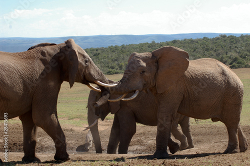 Elefantenkampf in Südafrika