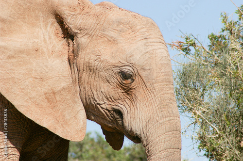 Elefant in Südafrika photo