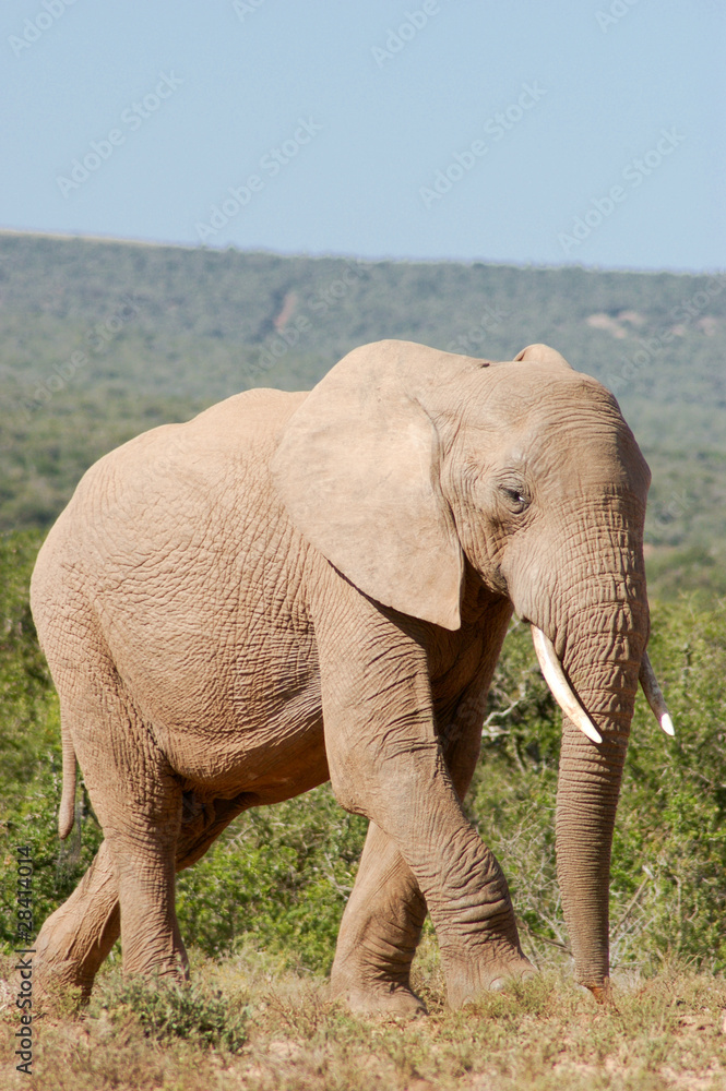 Obraz premium Elefant in Südafrika
