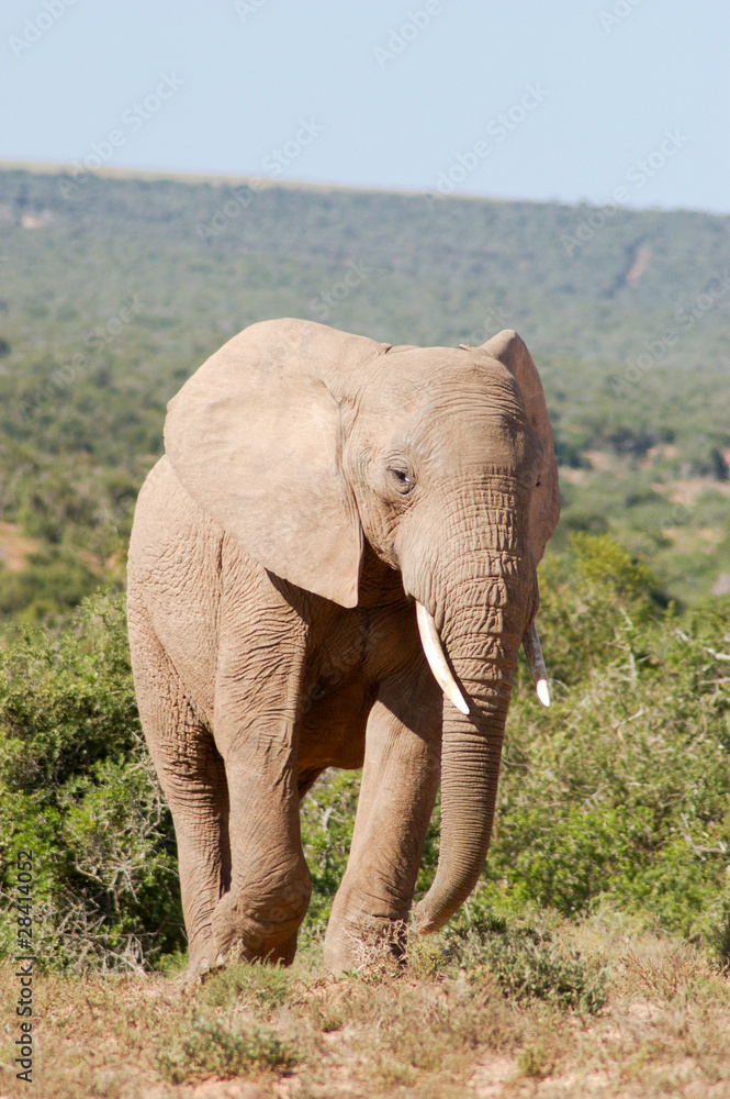 Elefant in Südafrika