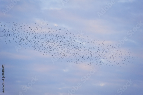 Natural migration of European starlings in murmuration