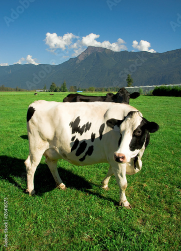 Dairy Cows photo