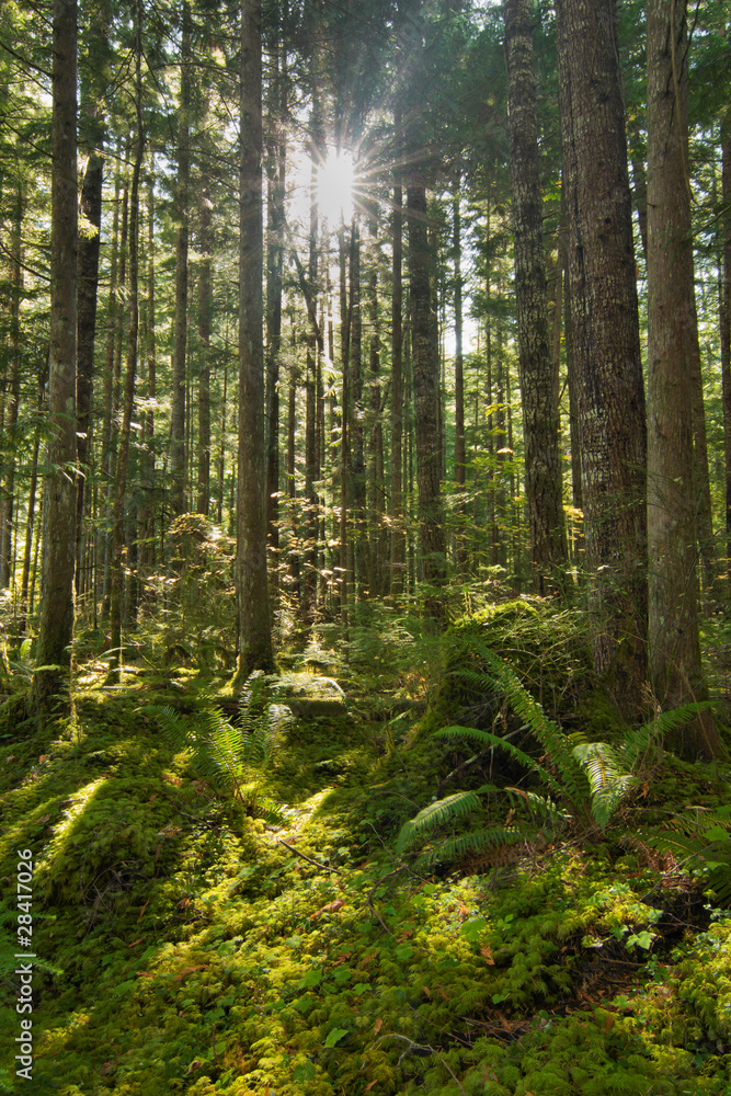 Obraz premium Promienie słoneczne przez las