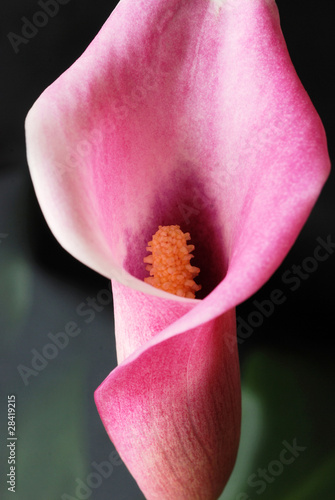 Calla lily on black background