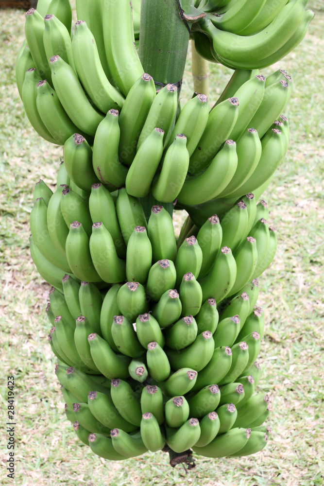 régime de bananes vertes