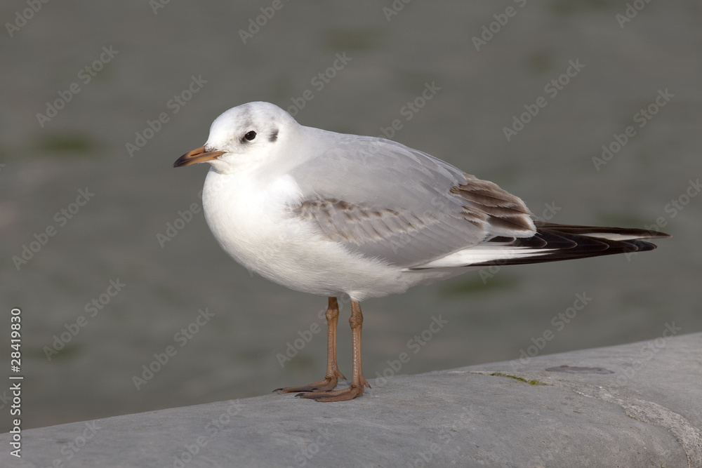Chroicocephalus ridibundus - Mouette rieuse - Black-headed Gull Chroicocephalus ridibundus - Mouette rieuse - Black-headed Gull