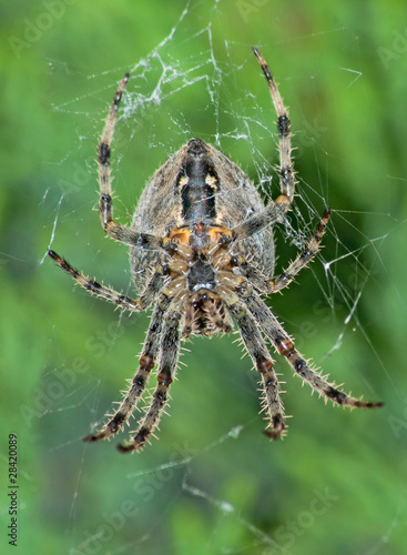 Female European garden spider (Araneus Diadematus), ventral view