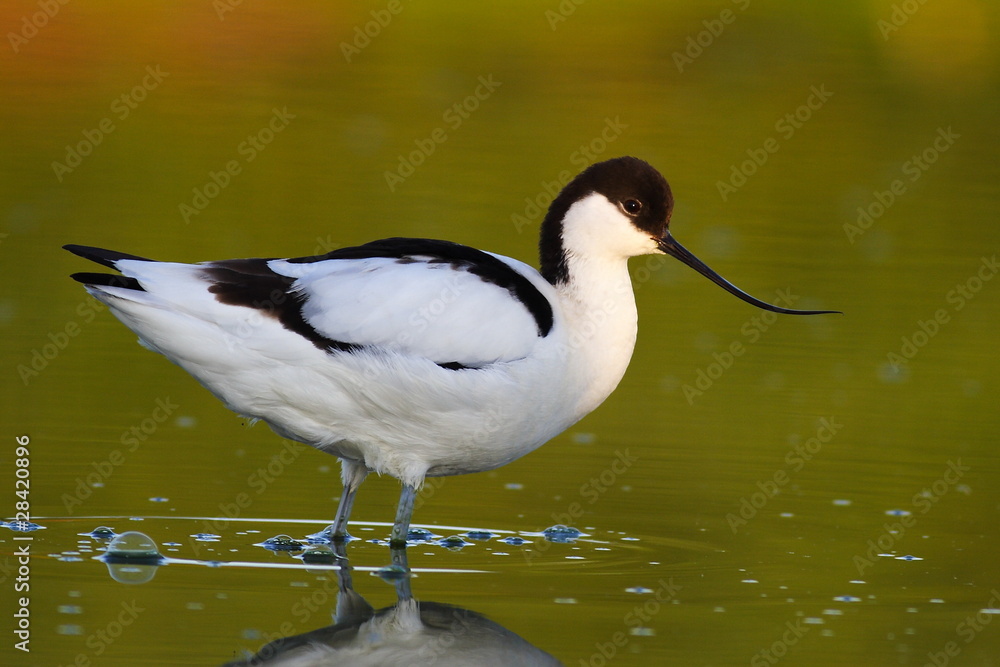 Fototapeta premium Avocet