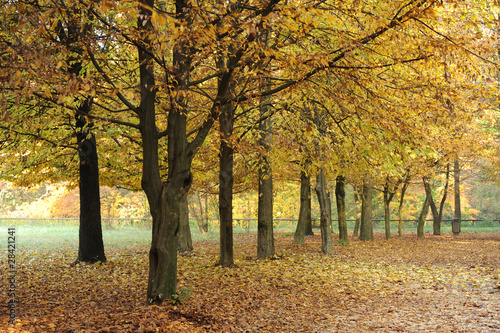 bosco alberi 1466 photo