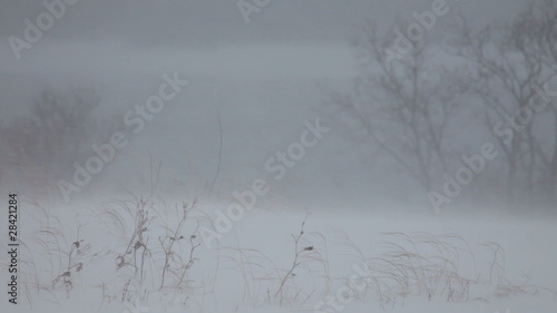 Wallpaper Mural Snow, blizzard, winter Torontodigital.ca