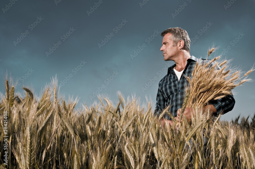 Naklejka premium Harvest time