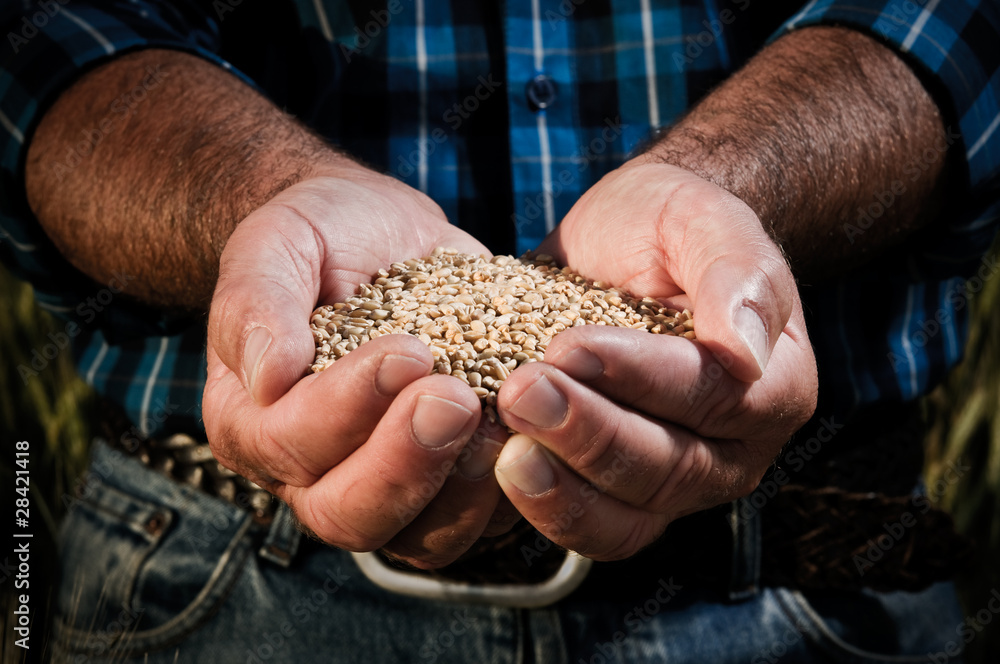 Obraz premium Wheat harvest