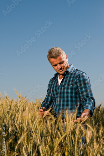 Examining ripe wheat field © Rido