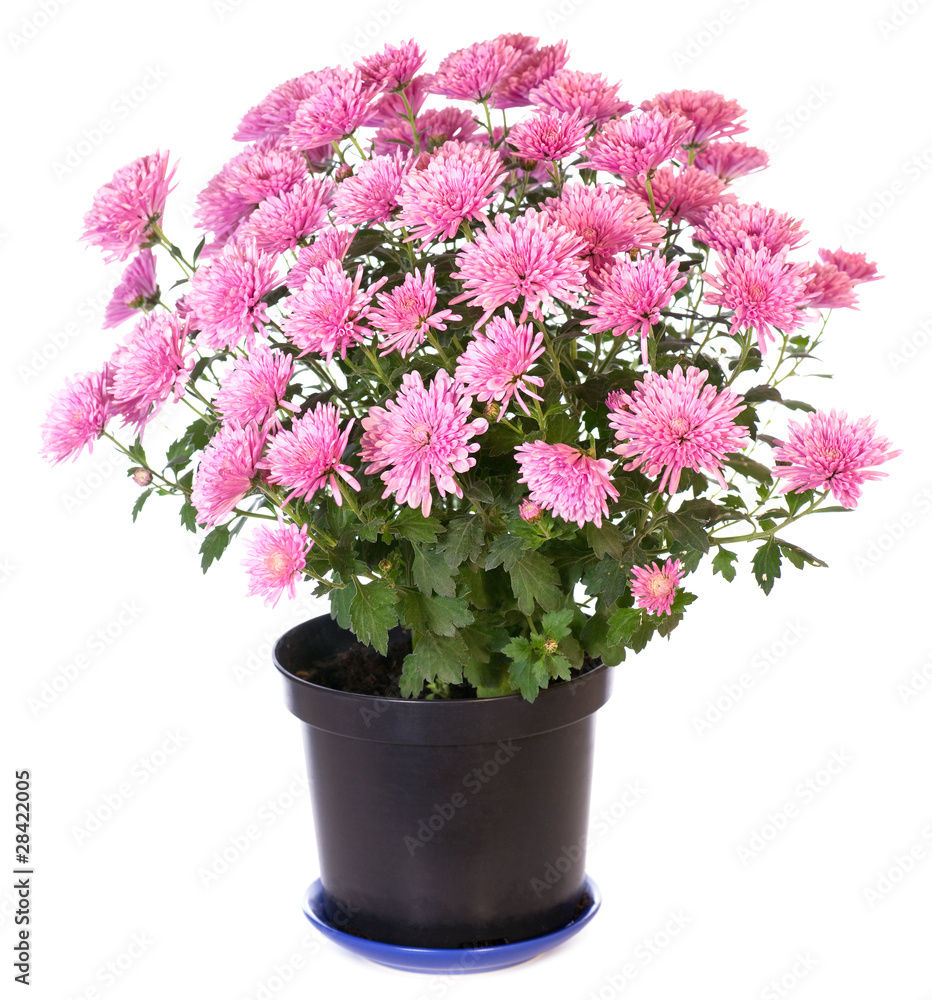 Fototapeta premium pink chrysanthemum