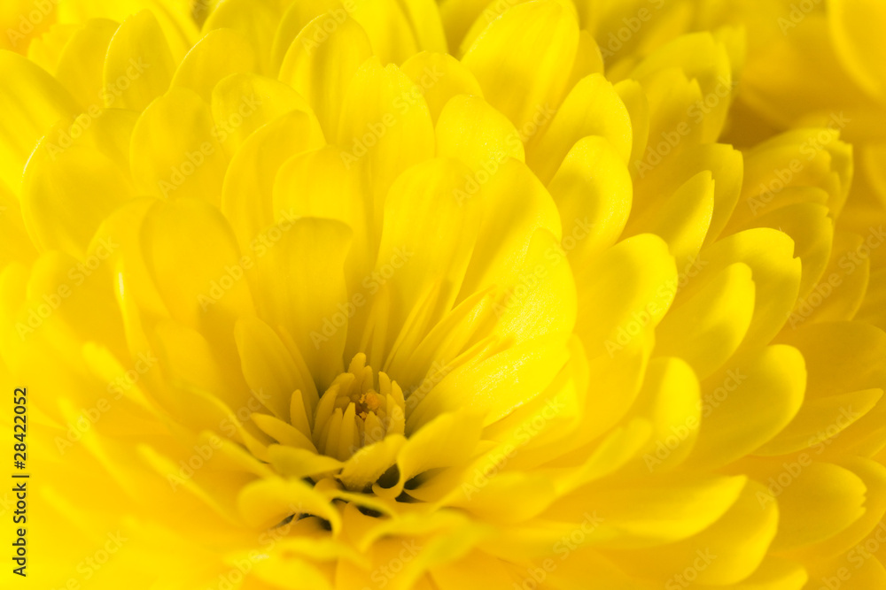 chrysanthemum