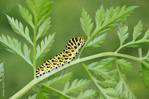 butterfly larva in a leaf © zhang yongxin