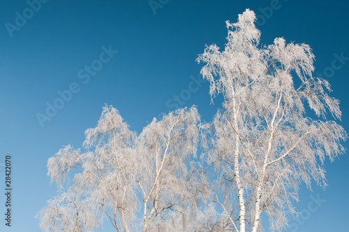 Frosted winter trees © NilsZ