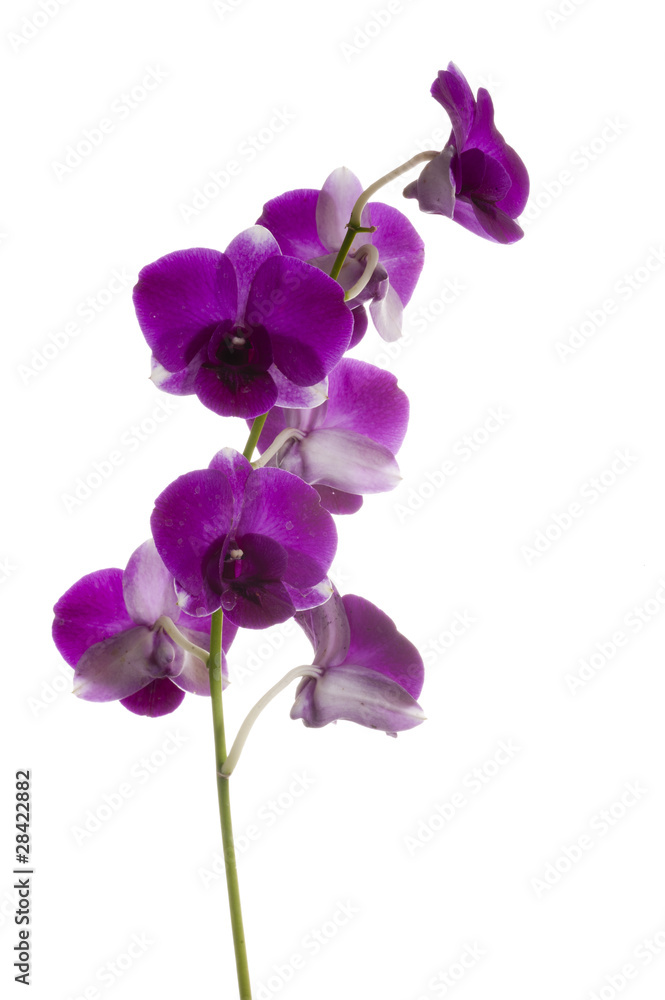 Orchid Orchid