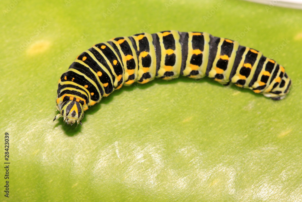 Fototapeta premium butterfly larva in a leaf