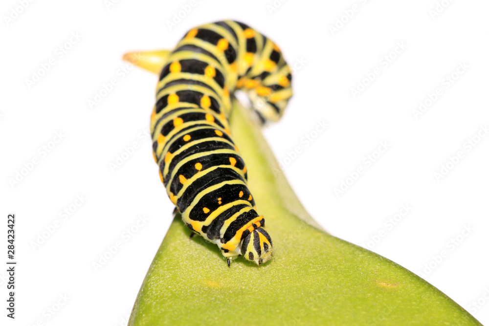 Naklejka premium butterfly larva in a leaf