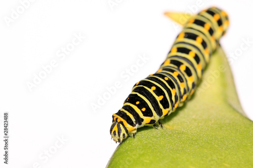 butterfly larva in a leaf