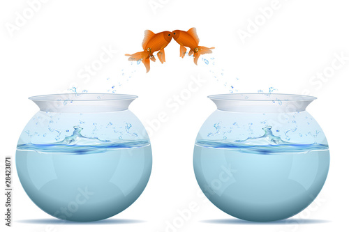 fishes jumping from tank