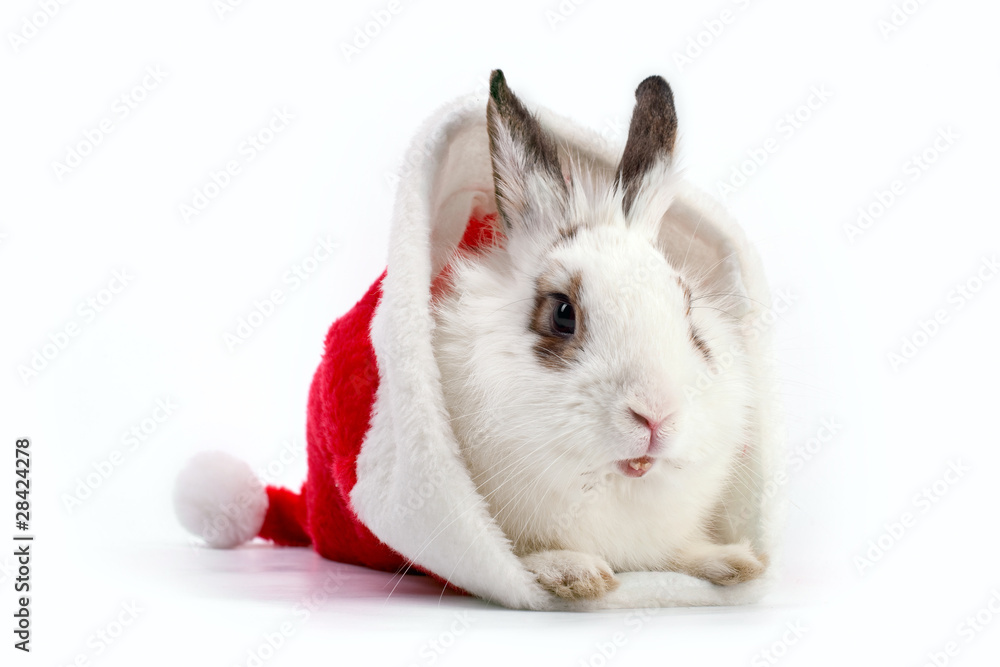 White domestic rabbit in Santa hat on white White domestic rabbit in Santa hat on white