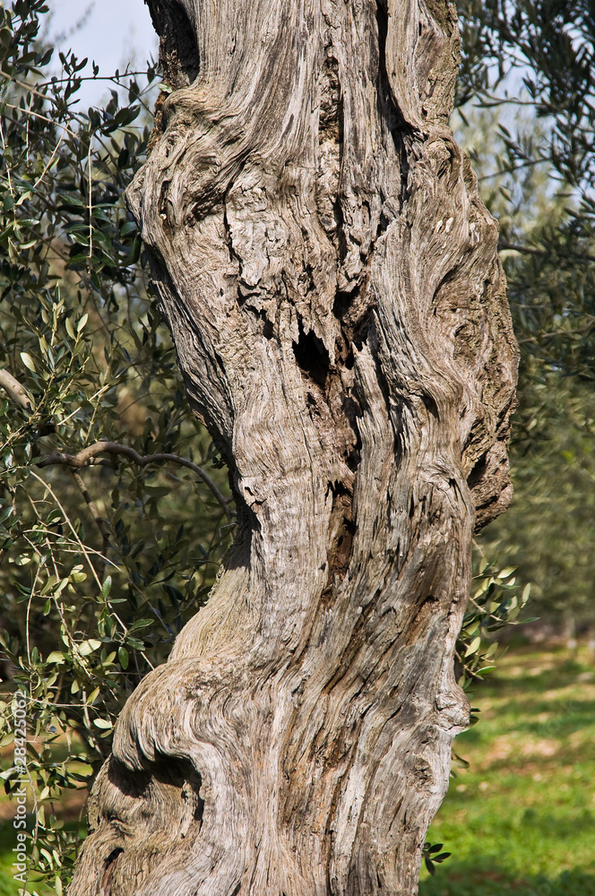 Olive-tree trunk.