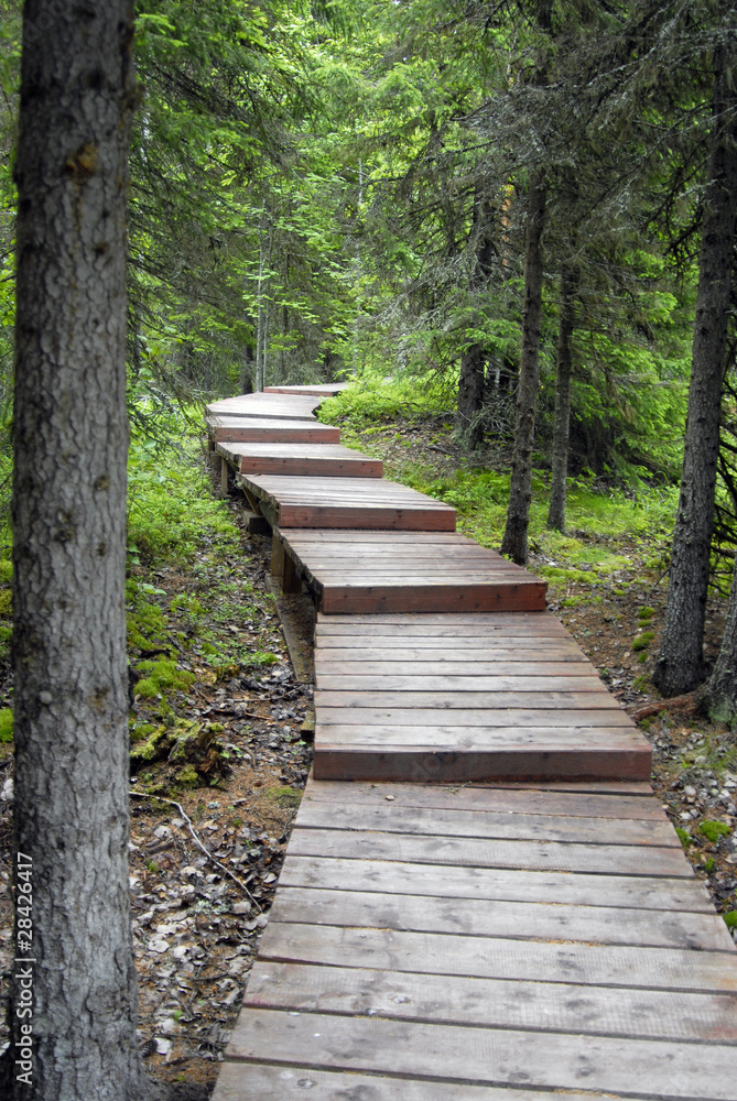 Obraz premium Wooden path in forest