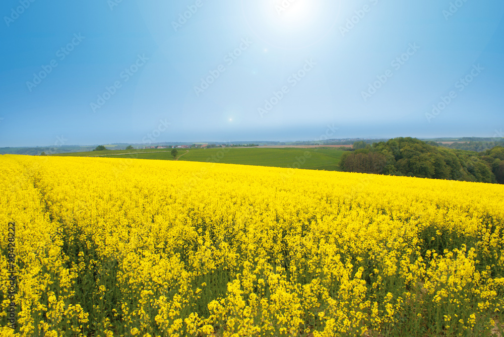 Obraz premium Rapsfeld im Sonnenschein