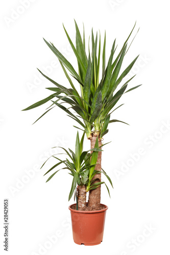 Dracaena plant